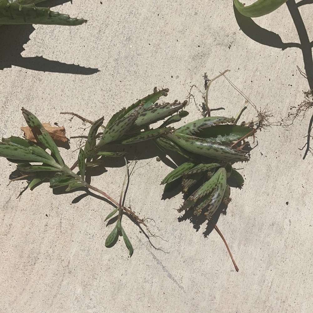 smaller mother of thousands